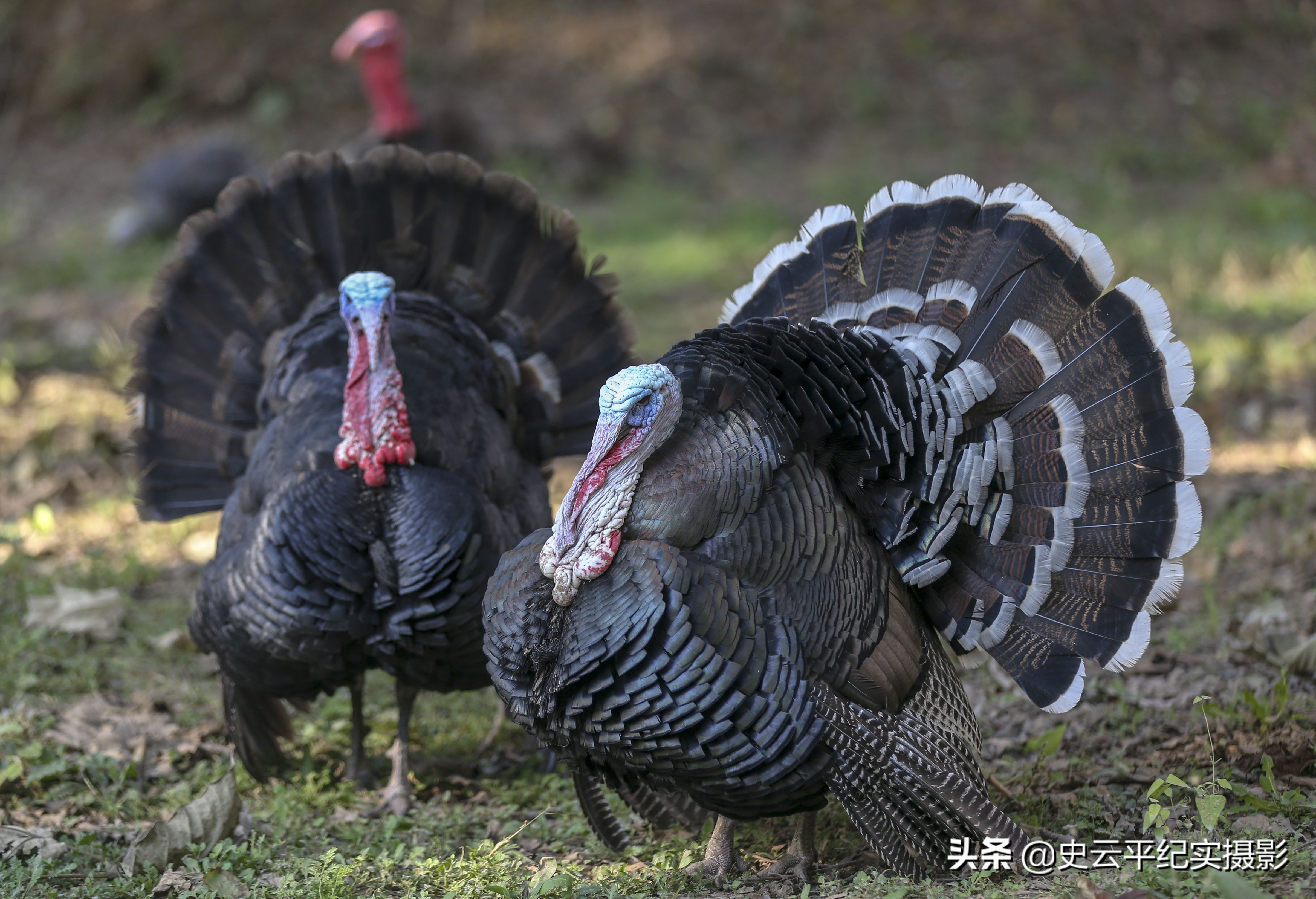 孙子给奶奶买一只小狗,孙子给奶奶买了只鸵鸟
