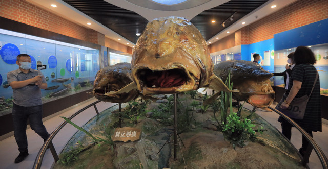 最大的鳇鱼多少斤,目前发现最大鳇鱼