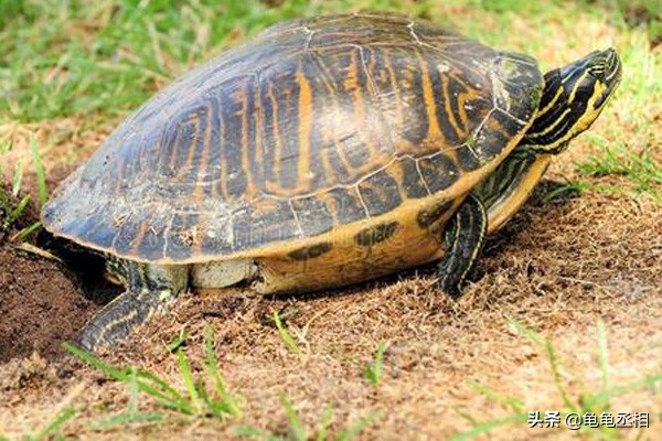 乌龟为什么不吃鱼也不吃东西,乌龟立秋后就不吃食物了吗
