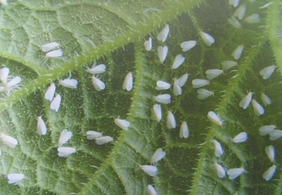 西瓜飞虱防治方法,瓜类白粉虱怎么防治