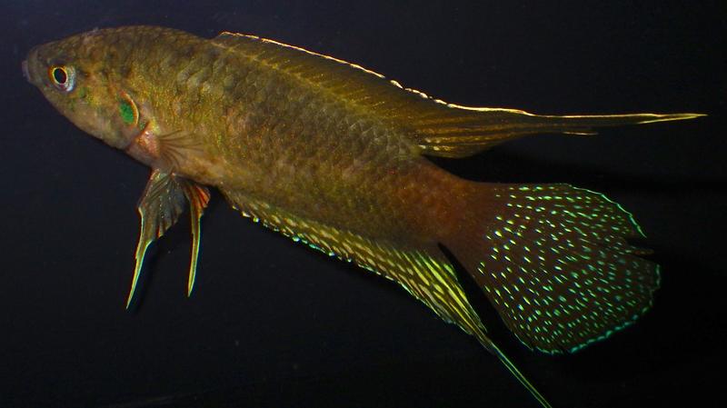 什么鱼生命力最强最好养,哪种鱼生命力最强比较好养