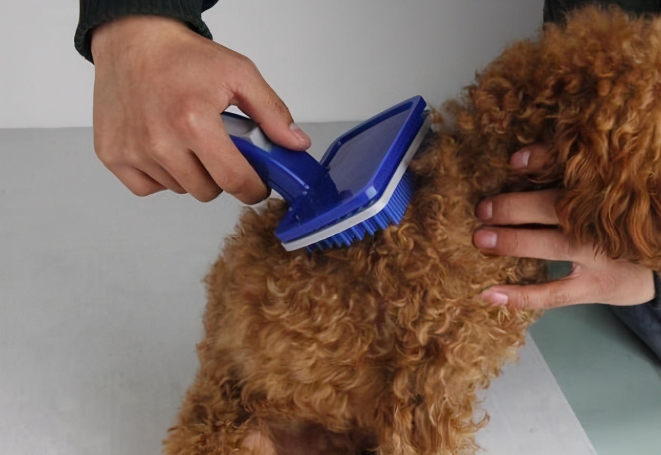 新手养狗泰迪犬如何饲养,新手如何养泰迪犬幼犬