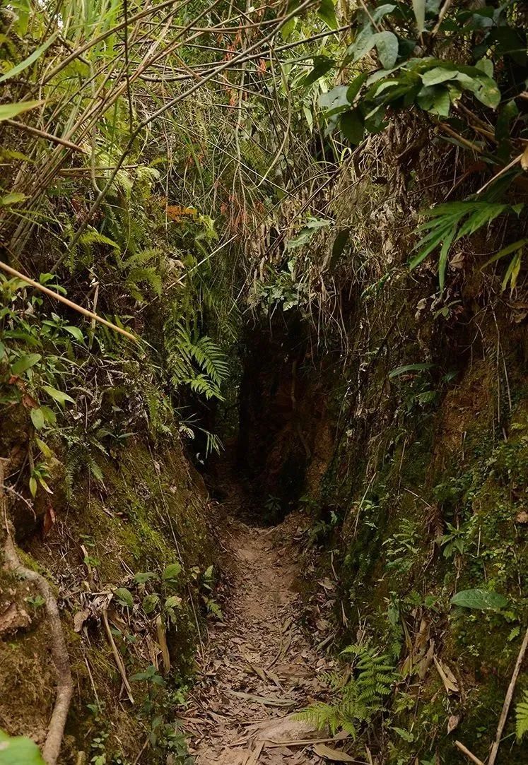 新生代黑马之百花潭!汤香蕴郁百花香,世外桃源的茶,一喝就沉醉