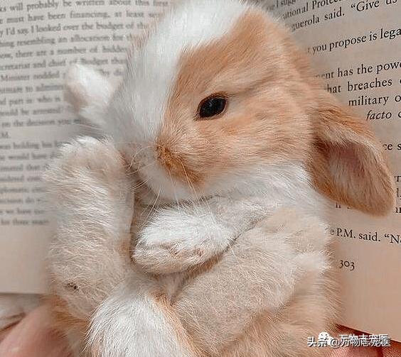 兔兔要死之前的征兆,兔兔突然死亡的原因