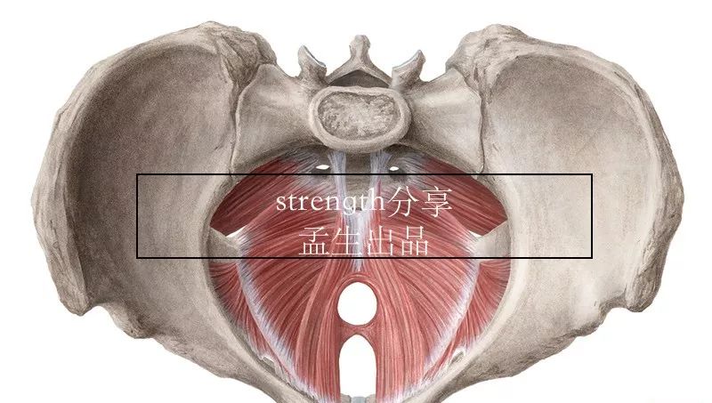 盆底健康知识讲座大全,盆底健康科普知识