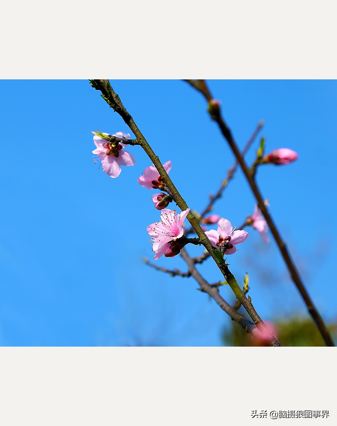 蔚蓝色的天空素材视频,黑色和透明的花摄影效果