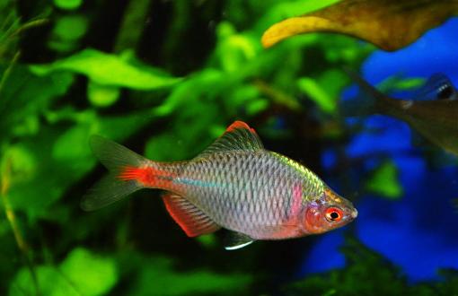 观赏鱼患病，哪种鱼药最好用，为什么老鱼友很少使用过多鱼药？