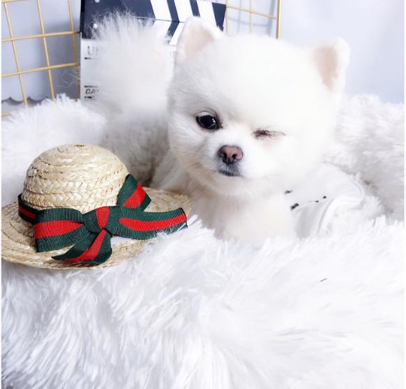 博美眼睛发炎?别担心,这个方法教会你