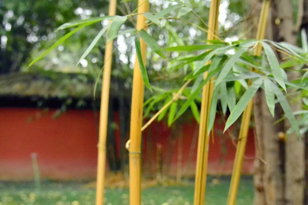 赋词千行,把酒千觥,烟墨流年聊寄仄平中丨薰衣2019诗词集