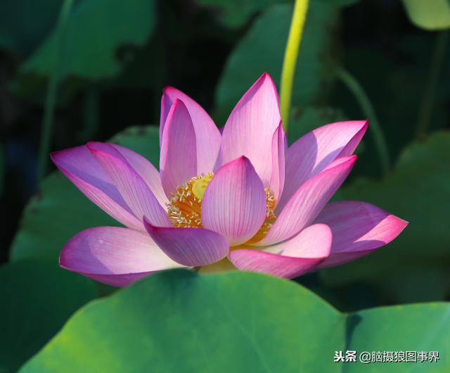 ps中的四类蒙版怎样应用,photoshop中如何添加蒙版