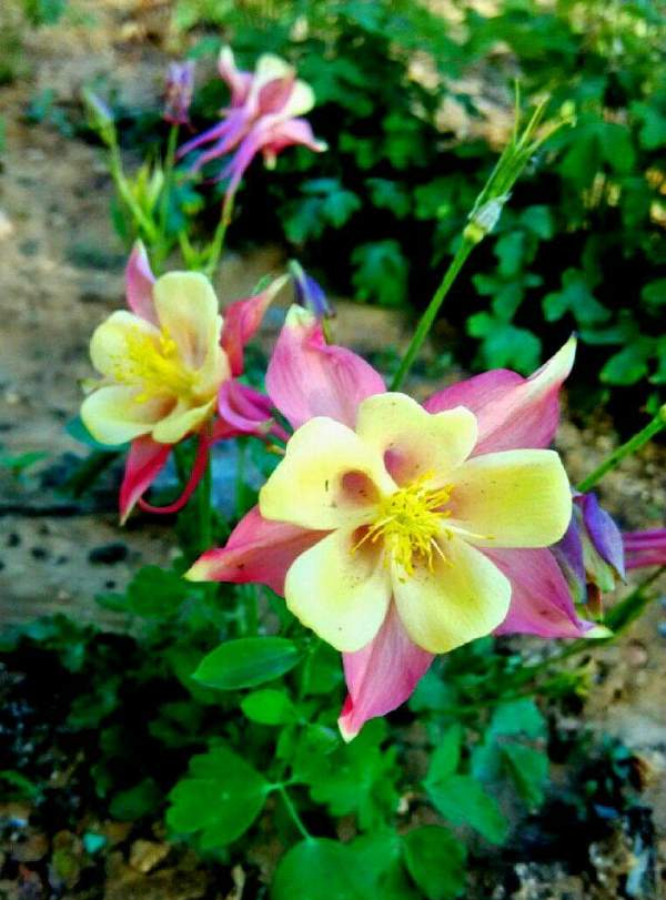 十月适合养什么花,十月现在季节养什么花不怕冷