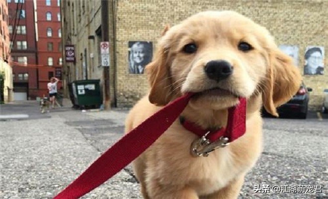 惹狗狗生气了用罐头哄,惹狗狗应激怎么哄好它