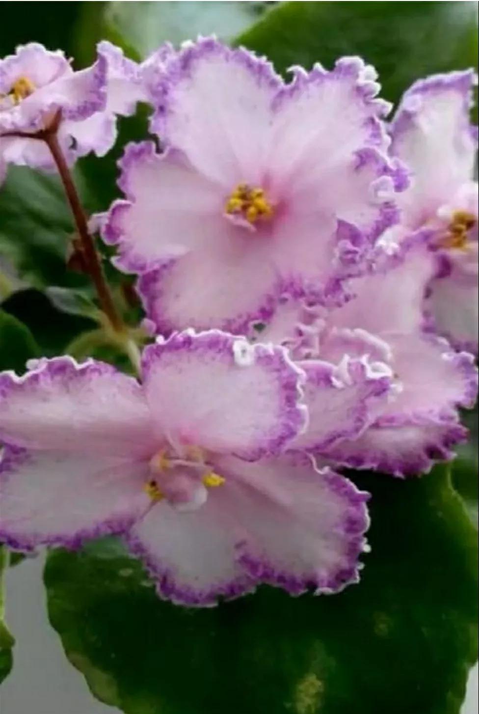 芳踪难觅濒危花!清新治愈篇:沙漠高原是吾家,豹子花的春天来了