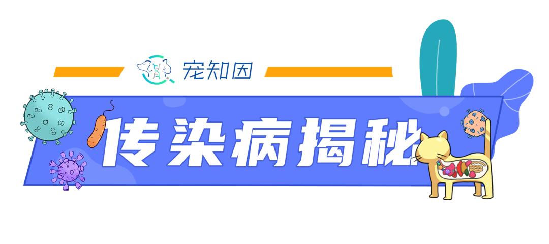 支原体感染家里有猫,猫的支原体感染会传染人吗