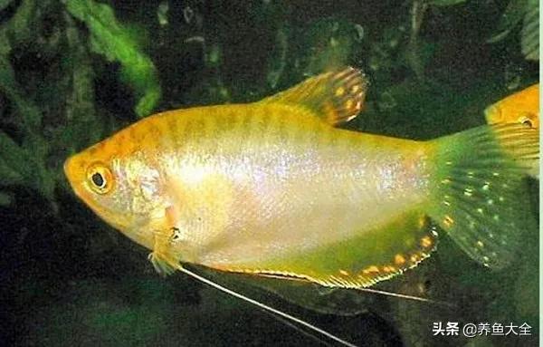 斗鱼官网图片,斗鱼的视频相册