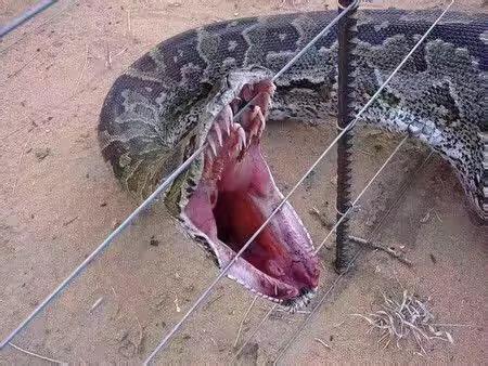 巨型超大的蟒蛇电影,巨型蟒蛇电影狂蟒之灾