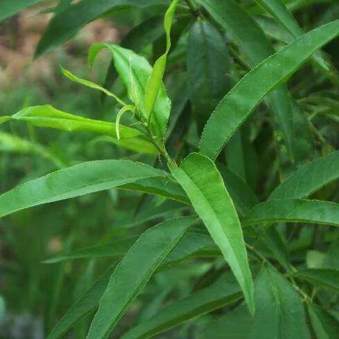 桃树几年苗能结果,桃树怎么管理才能结果