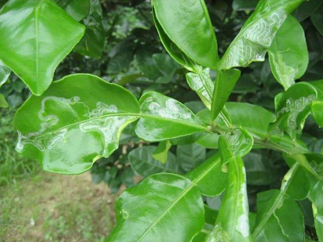 预防植物生虫可以用什么药,植物长虫可以用消毒水喷吗