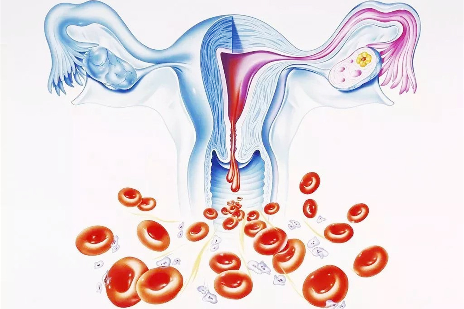 她一年内流产2次，检查后得出结果，医生：其实这层“膜”很重要