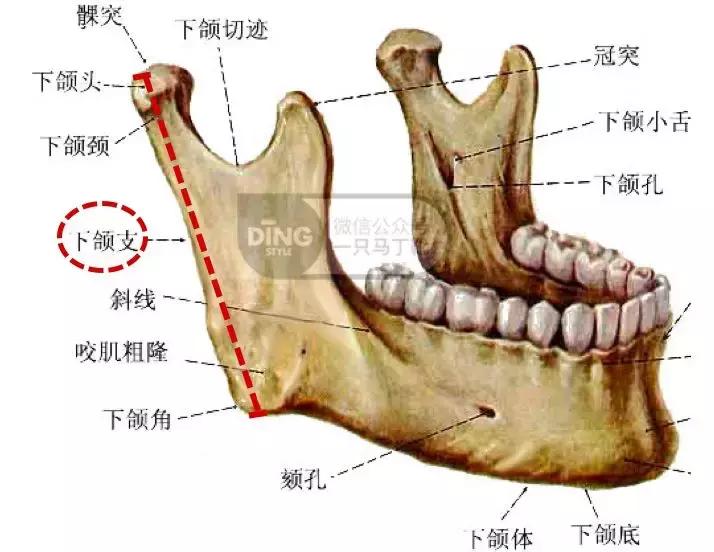 脸大小不对称怎么矫正,如何改善大小脸不对称