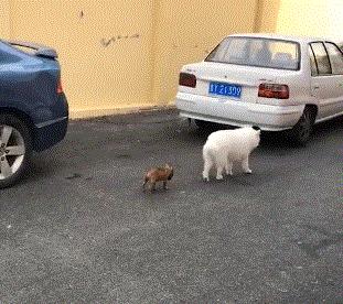 原来猫咪也会这样走路,原来猫咪平时都是踮着脚走路的