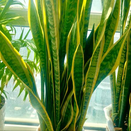 虎皮兰怎么养才长爆盆,虎皮兰怎么养得又宽又厚