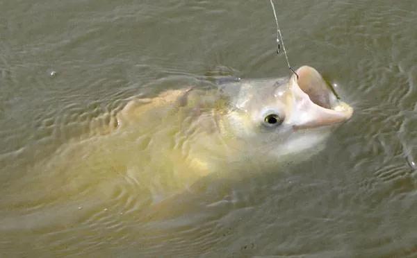 钓鲢鳙用一号线,钓鲢鳙的战术