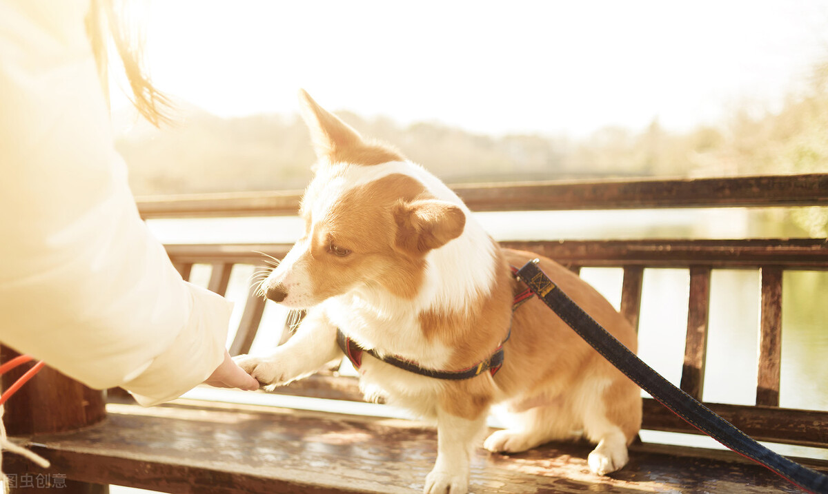 为啥柯基喜欢咬主人手,为什么柯基很喜欢咬小狗