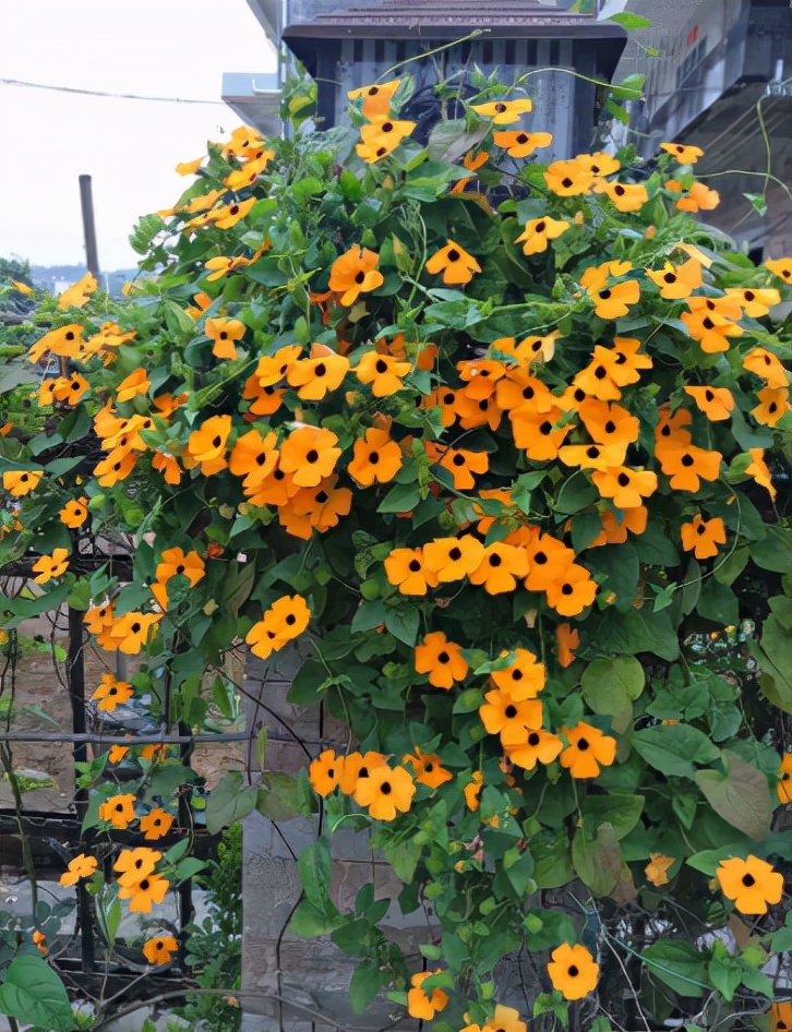 哪种爬墙花最香最好看又好养活,爬墙系列花