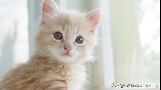 猫咪绝育后为什么还会分泌乳汁,猫咪绝育后为什么还会发狂