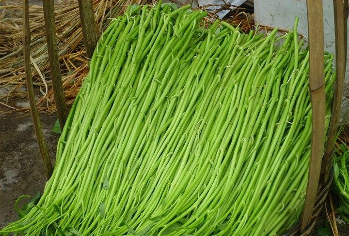 水上种植蕹菜,大棚种植水蕹菜