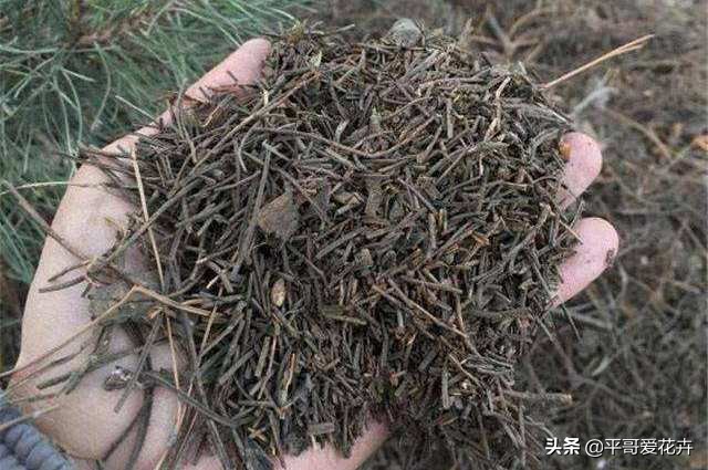 12月底，学会自制3种“营养土”，来年换盆肥效足、土壤疏松透气