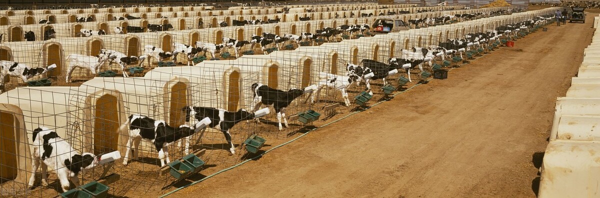 犊牛肠炎和球虫病怎么区分,犊牛肠炎症状与治疗