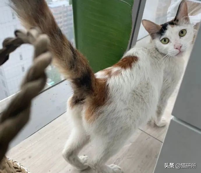 8个猫咪「性」的冷知识，务必背着主子看