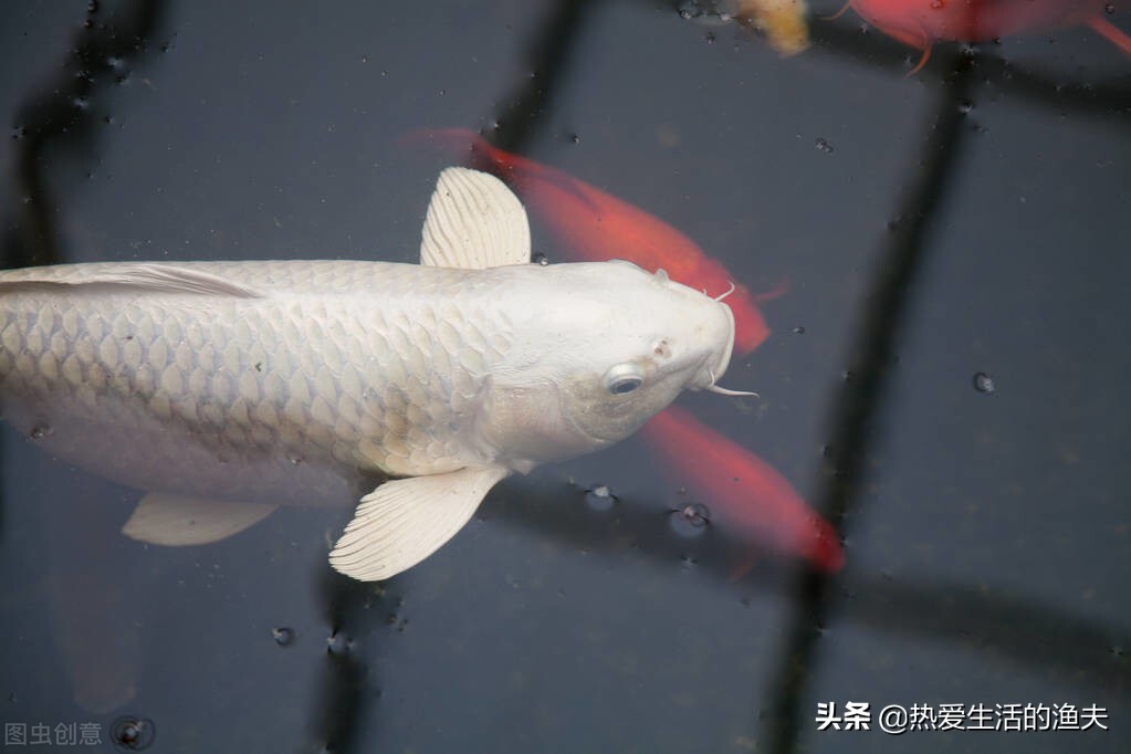 金鱼和锦鲤哪种好养些,养金鱼是锦鲤好还是草金鱼好