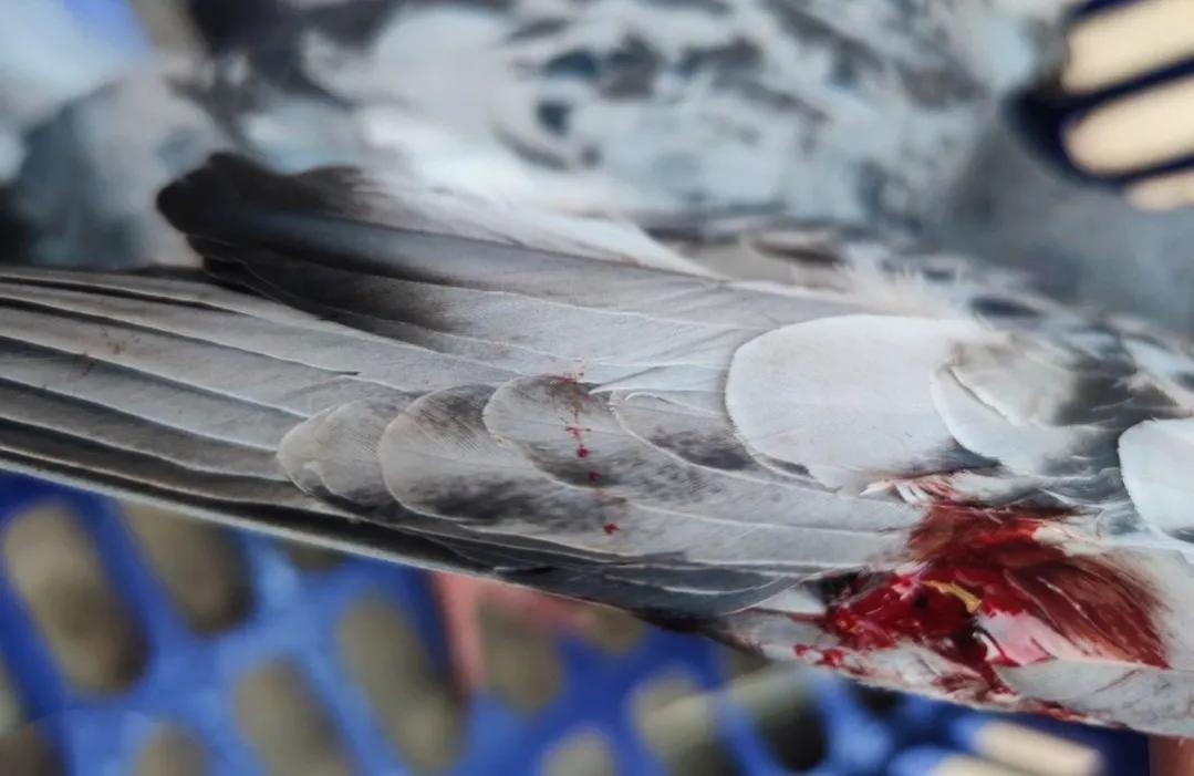 鸽子是怎么杀的,鸽子怎么杀的