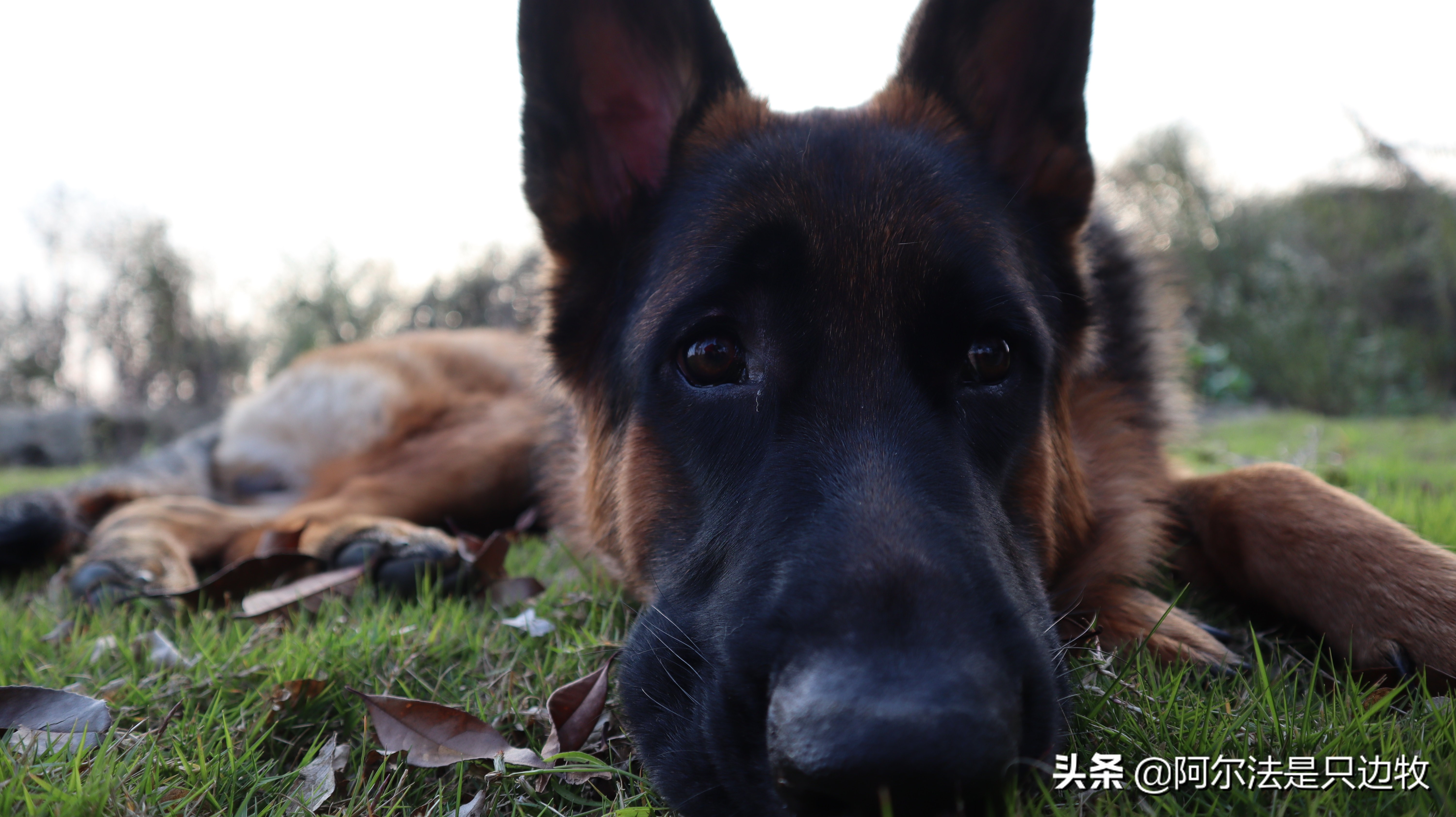 边牧如何减肥才更健康科学,德牧吃什么增高增肥快一点