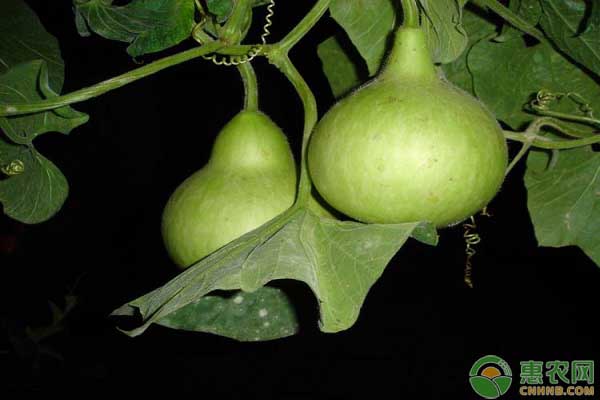 今日葫芦价格15颗多少钱,今年的葫芦价格好吗