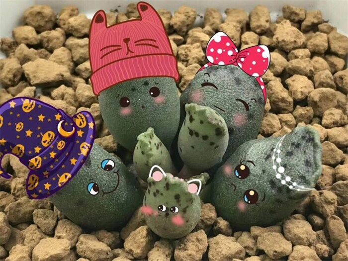 全部水泡类多肉,水泡多肉耐冻不