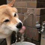 增肌喝肌酸好还是喝增肌粉好,怎么利用蛋白粉和肌酸快速增肌