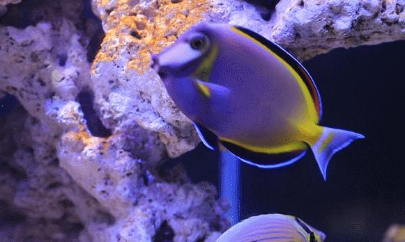 七夕首选!网红灯光秀+6项机动游戏等,观澜湖夜场成人套票仅59