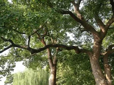 什么办法可以让大树连根死,如何让树自然死亡