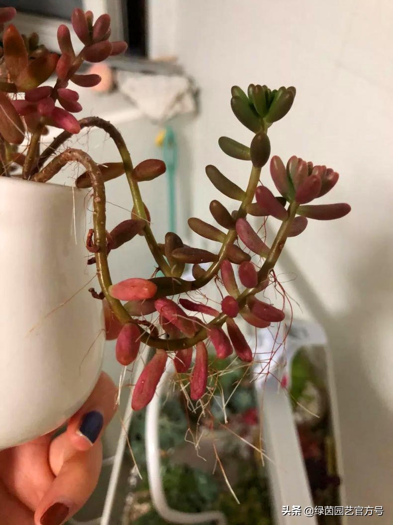 多肉唐印为什么夏天长气根,多肉蒂亚换盆之后出现气根和黄叶