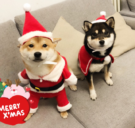 圣诞节表情包微信动态,圣诞节表情包图集可保存