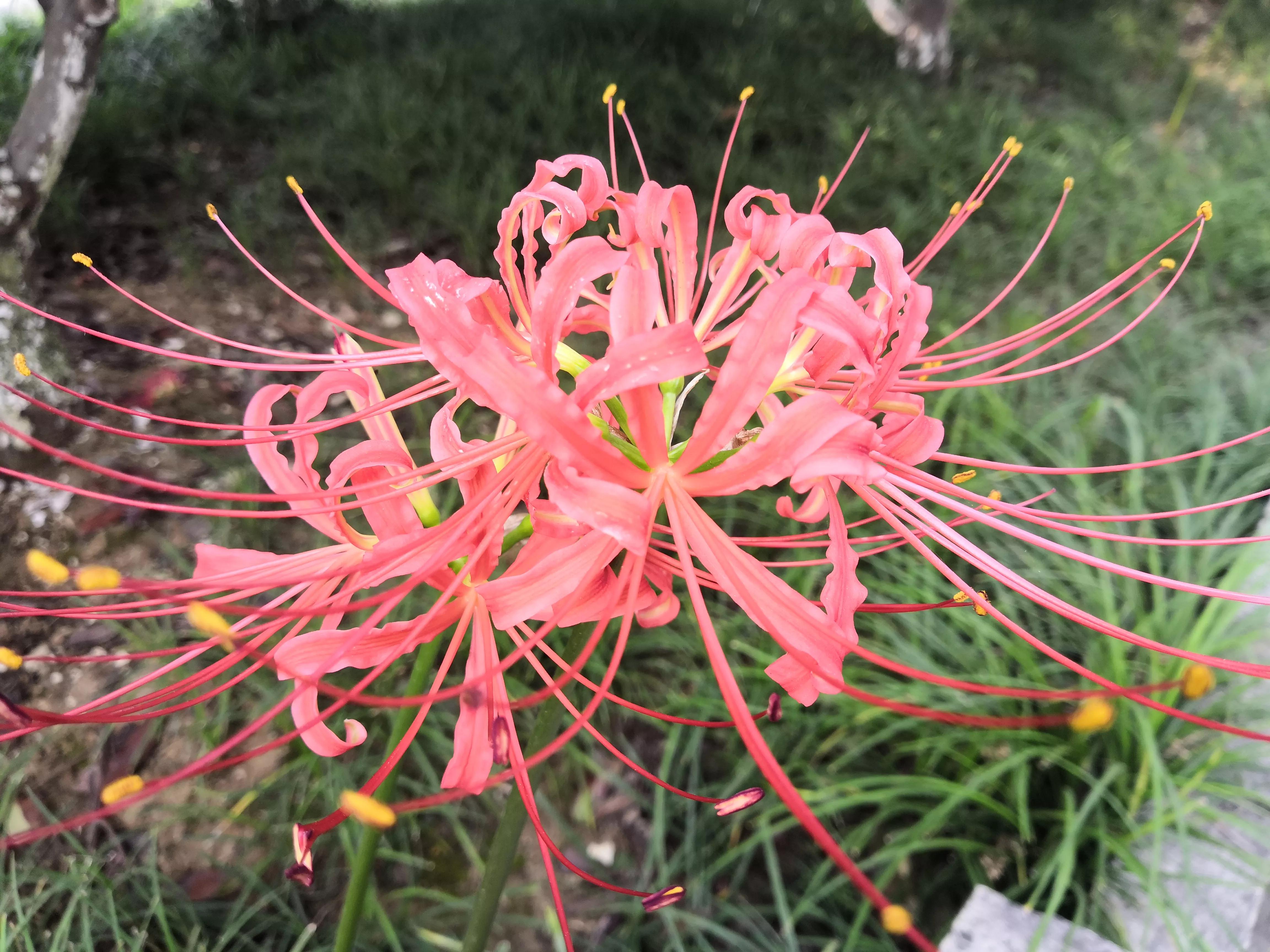 曼珠沙华有毒吗怎么养 (曼珠沙华有毒吗可以治吗)