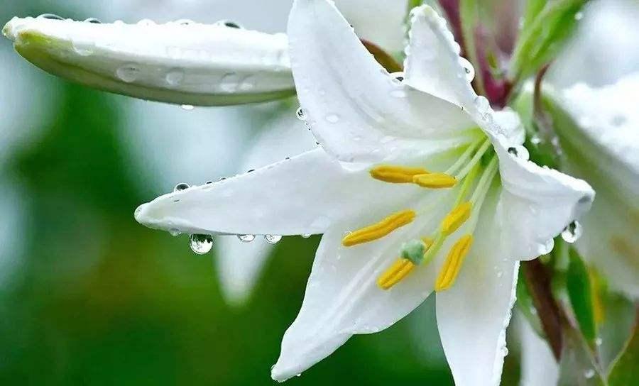 现在百合最佳种植时间,重瓣百合10月种江苏还能开花吗