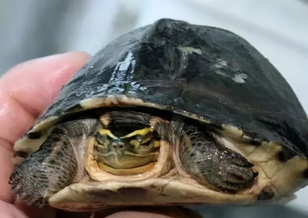 龟类大百科,大眼睛龟类