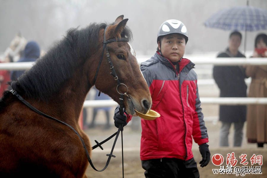 花千万引进七匹汗血宝马盛唐舞马技艺将再现西安