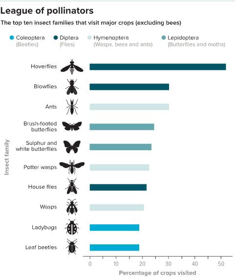 没人爱的苍蝇，原来是益虫欲媲美蜜蜂？