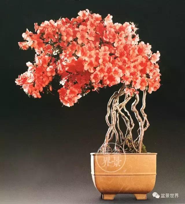 翠鸟根艺石头盆景艺术分享,奇形怪状极品根艺盆景图片